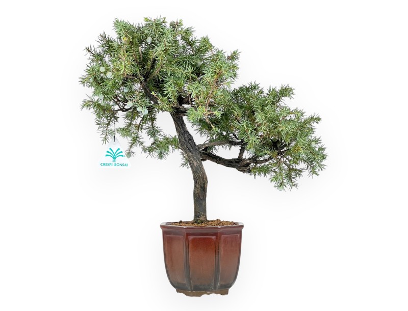 Jeneverbes bonsai van 39 cm | Bronzen achthoekige pot