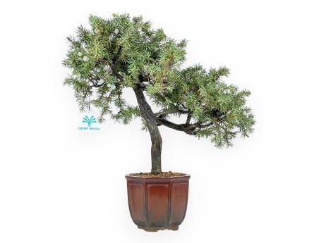 Wacholder Bonsai 39 cm | Achteckiger bronze Topf
