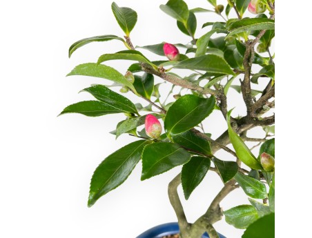Camelia bonsái de 53 cm | Maceta redondo azul