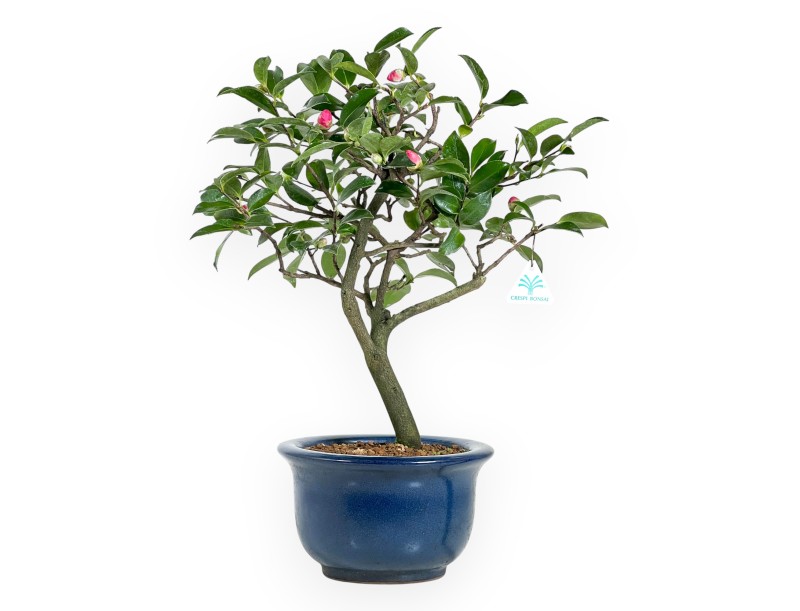 Kamelie Bonsai von 53 cm | Blau rund Topf
