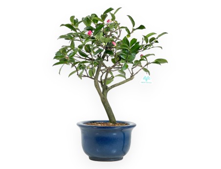 Camélia bonsaï de 53 cm | Pot rond bleu