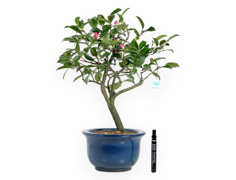 Camélia bonsaï de 53 cm | Pot rond bleu