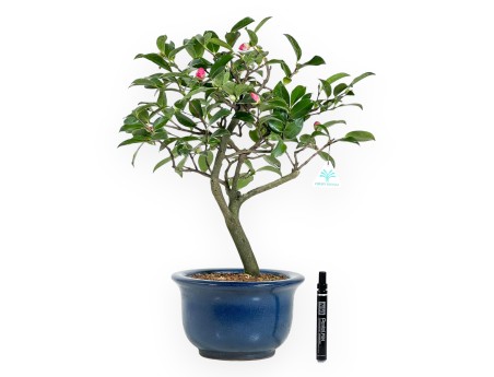 Camélia bonsaï de 53 cm | Pot rond bleu