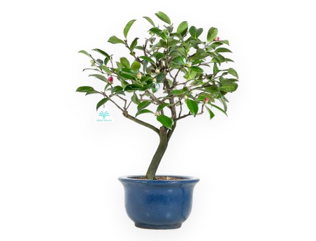 Kamelie Bonsai von 53 cm | Blau rund Topf
