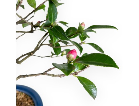 Camellia bonsai, 53 cm | Blauw rond pot