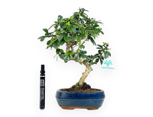 Carmona Macrophylla - Funkientree - 29 cm 2