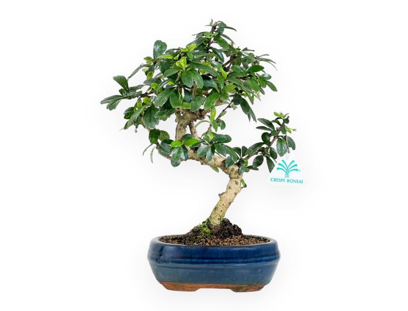 Carmona Macrophylla - Arbre à thé - 29 cm