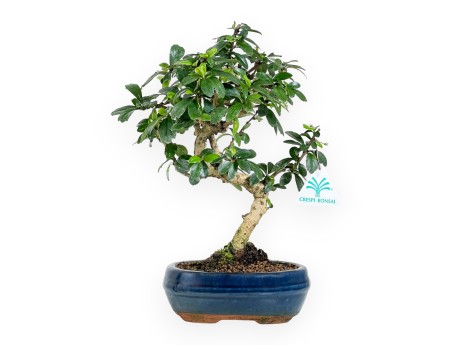 Carmona Macrophylla - Arbre à thé - 29 cm