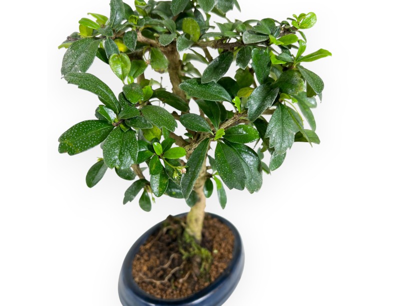 Carmona Macrophylla - Funkientree - 29 cm