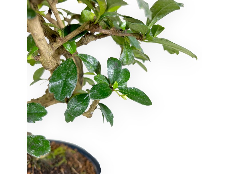 Carmona Macrophylla - Arbre à thé - 29 cm