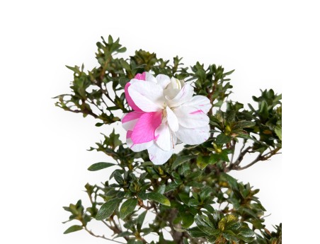 Bonsai di Azalea da 52 cm | Vaso in plastica tondo bianco