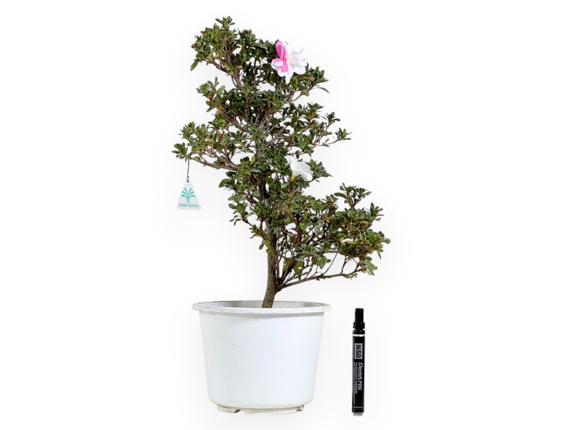 Bonsai di Azalea da 52 cm | Vaso in plastica tondo bianco
