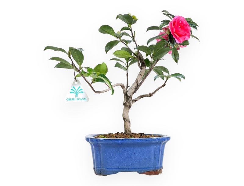 Camelia bonsái de 32 cm | Maceta rectangular azul