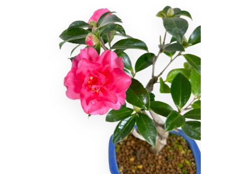 Camelia bonsái de 32 cm | Maceta rectangular azul