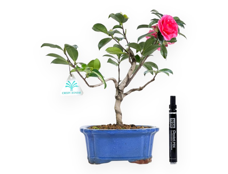 Kamelie Bonsai von 32 cm | Rechteckigen blau Topf