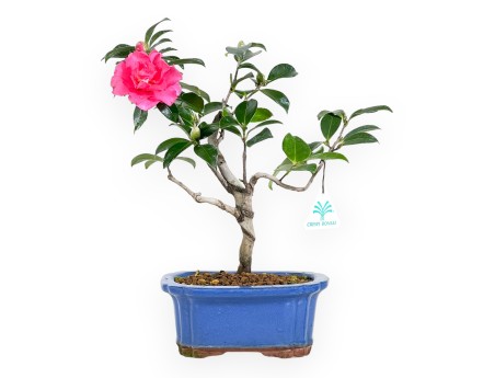 Camelia bonsái de 32 cm | Maceta rectangular azul
