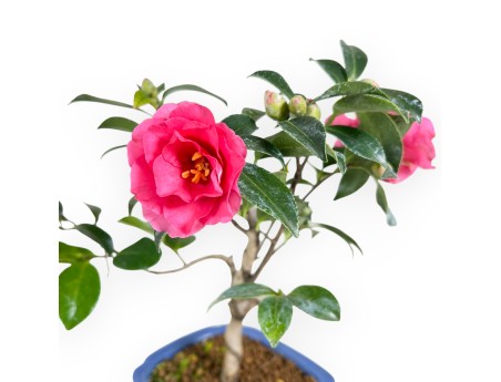 Kamelie Bonsai von 32 cm | Rechteckigen blau Topf