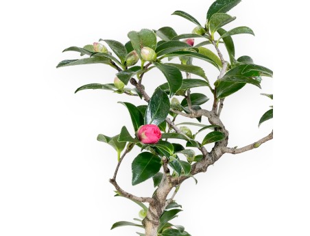Camelia bonsái de 40 cm | Maceta rectangular azul