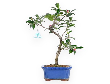 Camellia bonsai 40 cm | Blue rectangular pot