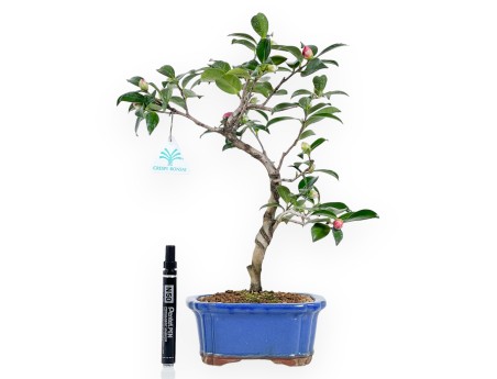 Camellia bonsai 40 cm | Blue rectangular pot