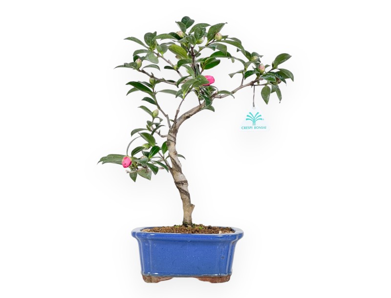 Kamelie Bonsai von 40 cm | Rechteckigen blau Topf