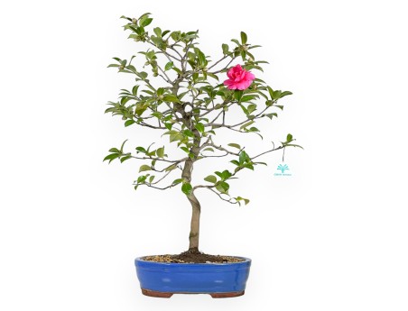 Camellia bonsai 60 cm | Blue oval pot