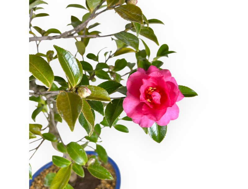 Camellia bonsai 60 cm | Blue oval pot