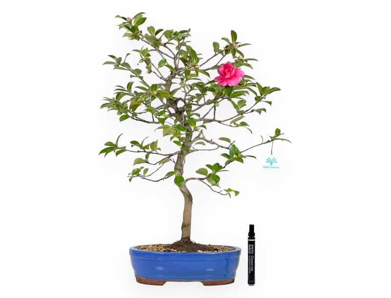 Kamelie Bonsai von 60 cm | Oval blau Topf
