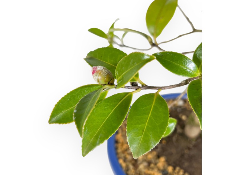 Kamelie Bonsai von 60 cm | Oval blau Topf