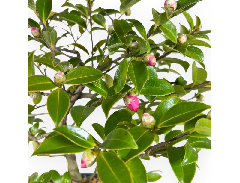 Camellia bonsai 50 cm | Blue oval pot