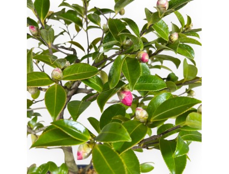 Kamelie Bonsai von 50 cm | Oval blau Topf