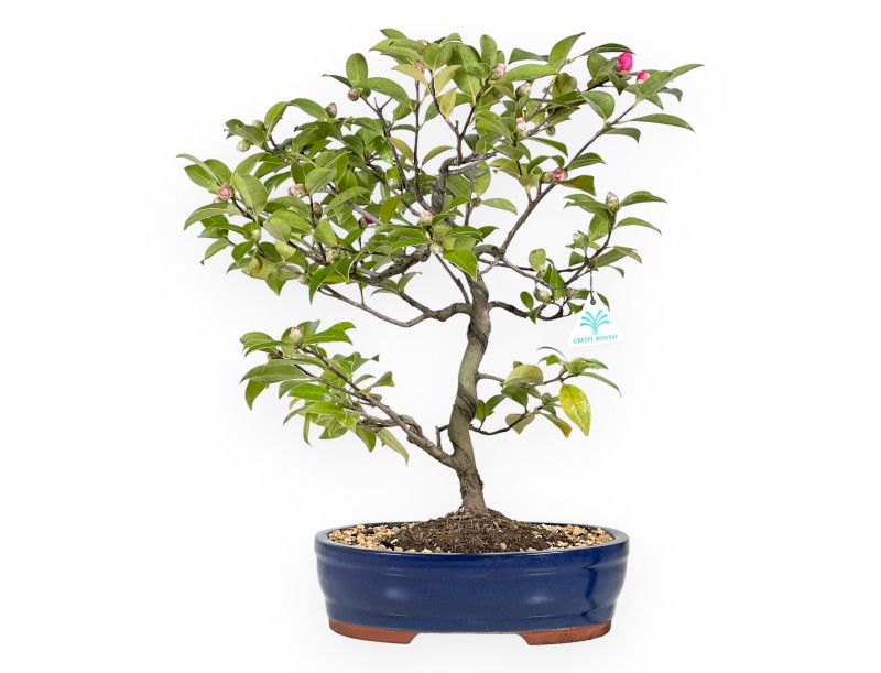 Camellia bonsai 50 cm | Blue oval pot