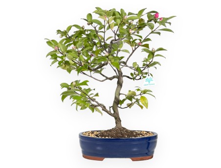 Camelia bonsái de 50 cm | Maceta oval azul