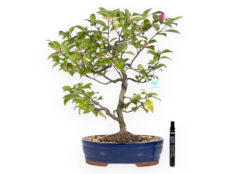 Camellia bonsai 50 cm | Blue oval pot