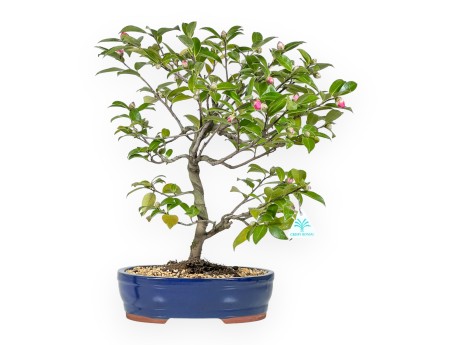 Camelia bonsái de 50 cm | Maceta oval azul