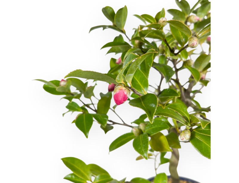 Camellia bonsai 50 cm | Blue oval pot