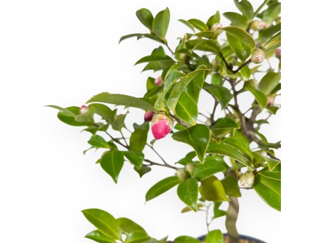 Kamelie Bonsai von 50 cm | Oval blau Topf