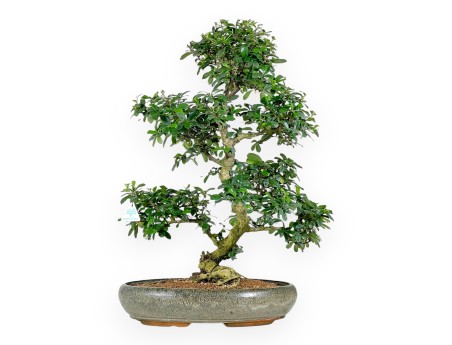 Carmona bonsaï de 67 cm | Pot ovale vert olive