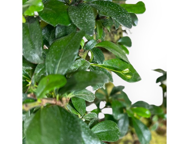 Bonsai di Carmona da 67 cm | Vaso ovale verde oliva 2