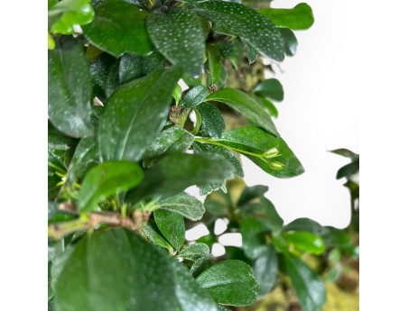 Carmona bonsai von 67 cm | Oval olivgrüner Topf