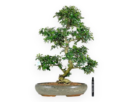 Carmona bonsai, 67 cm | Olive green oval pot