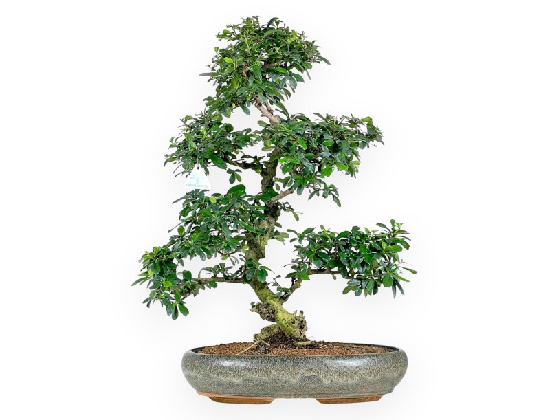 Bonsai di Carmona da 67 cm | Vaso ovale verde oliva