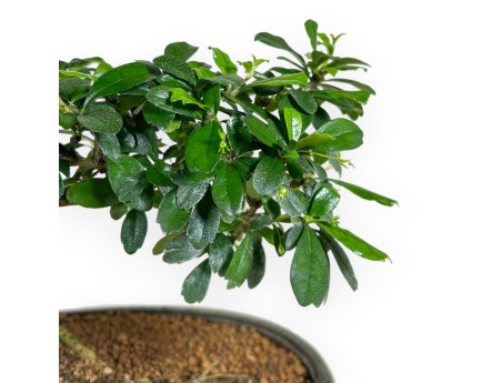 Carmona bonsai, 67 cm | Olive green oval pot