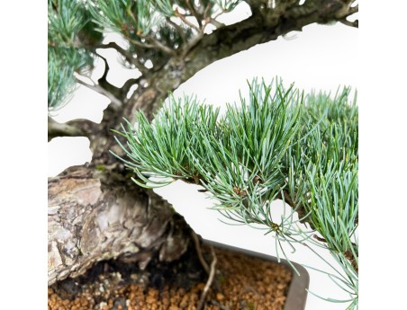 Pinus Pentaphylla Bonsai 59 cm | Rechteckiger Steingut Topf