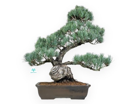 Bonsai di Pinus Pentaphylla da 59 cm| Vaso rettangolare grès