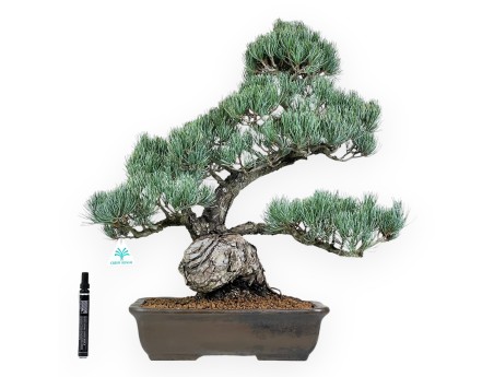 Pinus Pentaphylla bonsái 59 cm | Maceta rectangular de gres