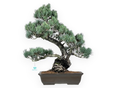 Pinus Pentaphylla bonsai 59 cm | Rectangular stoneware pot