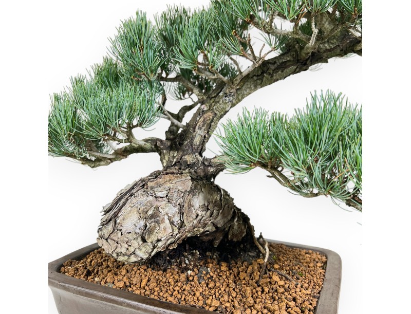 Pinus Pentaphylla bonsai 59 cm | Pot rectangulaire en grès