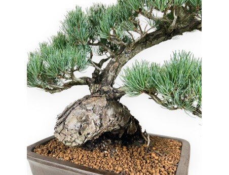 Pinus Pentaphylla bonsái 59 cm | Maceta rectangular de gres