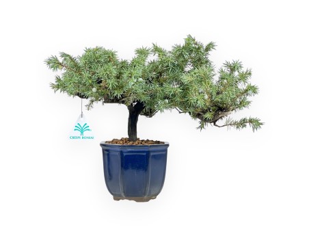 Juniper bonsai 28 cm | Blue octagonal pot
